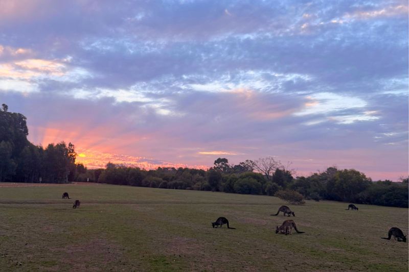 Kangaroos on Kangaroo Island in South Australia