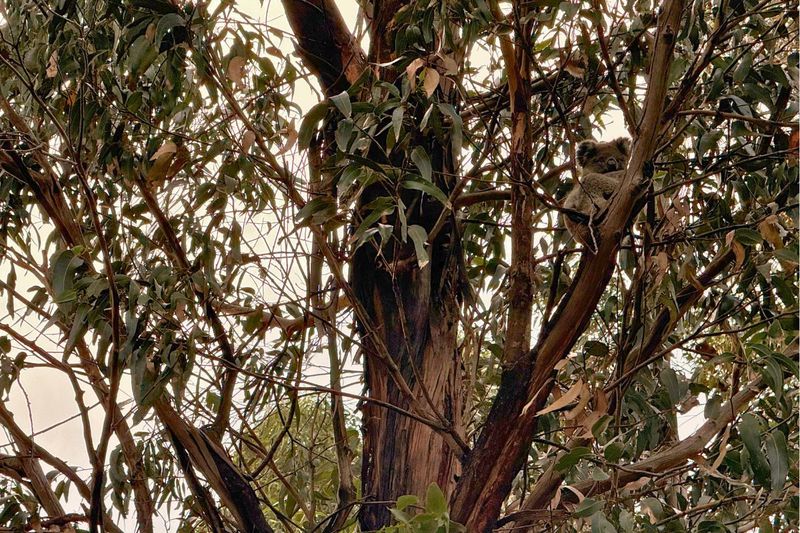 Koala on Kangaroo Island in South Australia