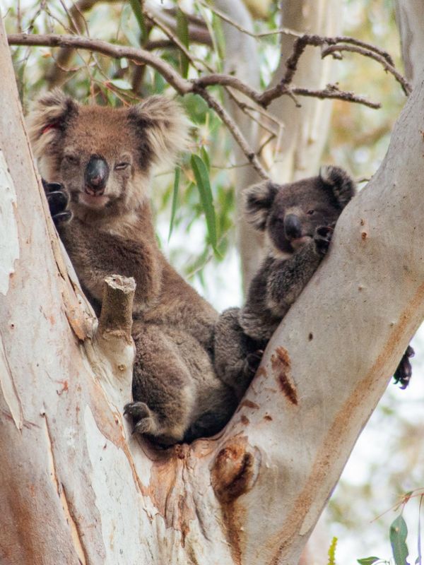 Koalas on Kangaroo Island