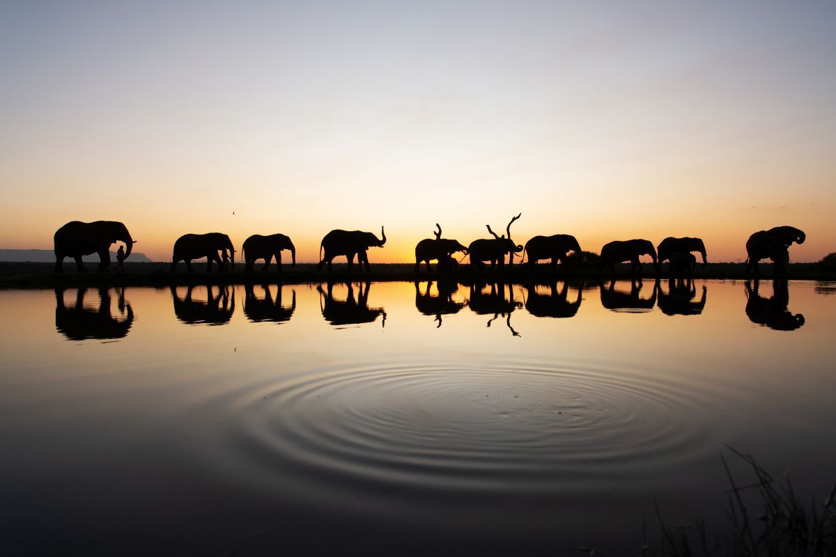 Jabulani Safari for MICHELIN Keys Shine a Spotlight on Exceptional Hotels in Africa