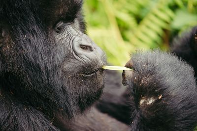 A mountain gorilla resting in dense green foliage in Rwanda's Volcanoes National Park