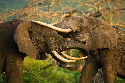 blog edit kenya olDonyoLodge Wildlife GreatPlainsConservation 9 for Our Top Kenya Tips