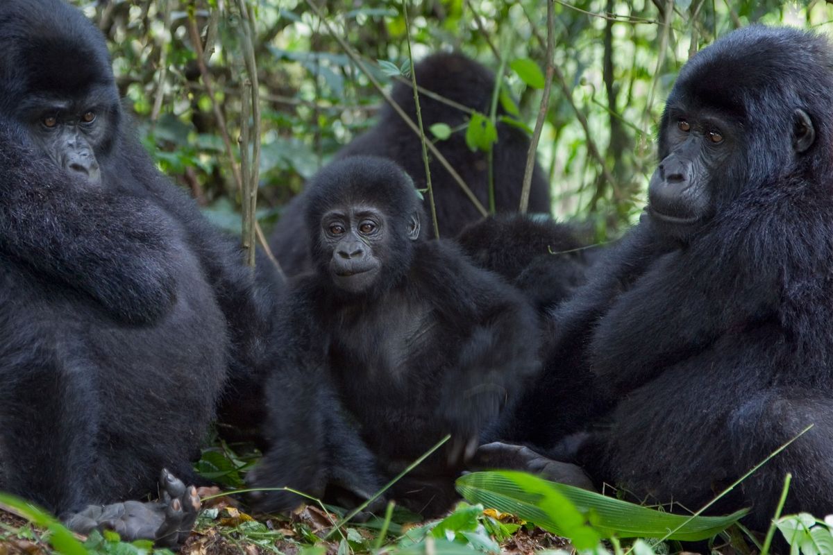 blog edit uganda ss uganga mountain gorilla Nkuringo family for Our Top Uganda Tips