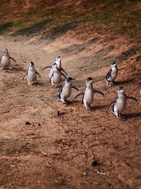 Penguin Parade on Phillip Island