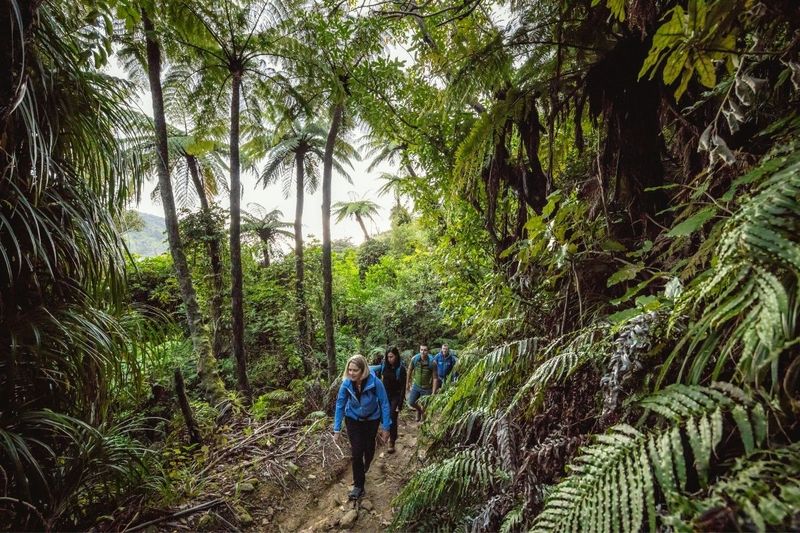 Hiking the Queen Charlotte Track