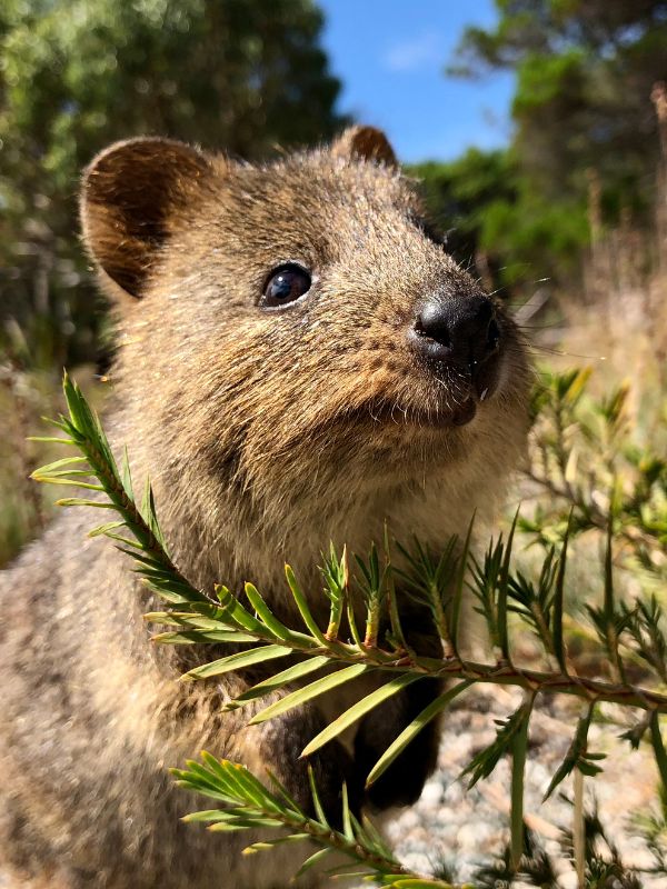 A smiling quokka on Rottnest Island
