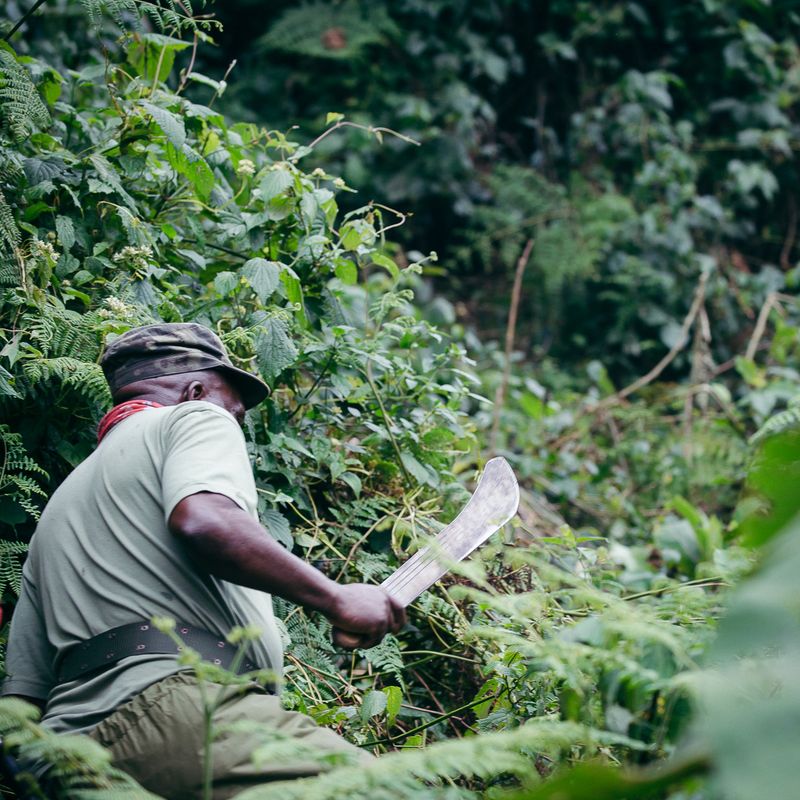 A ranger using a machete to clear dense jungle brush during the gorilla trek