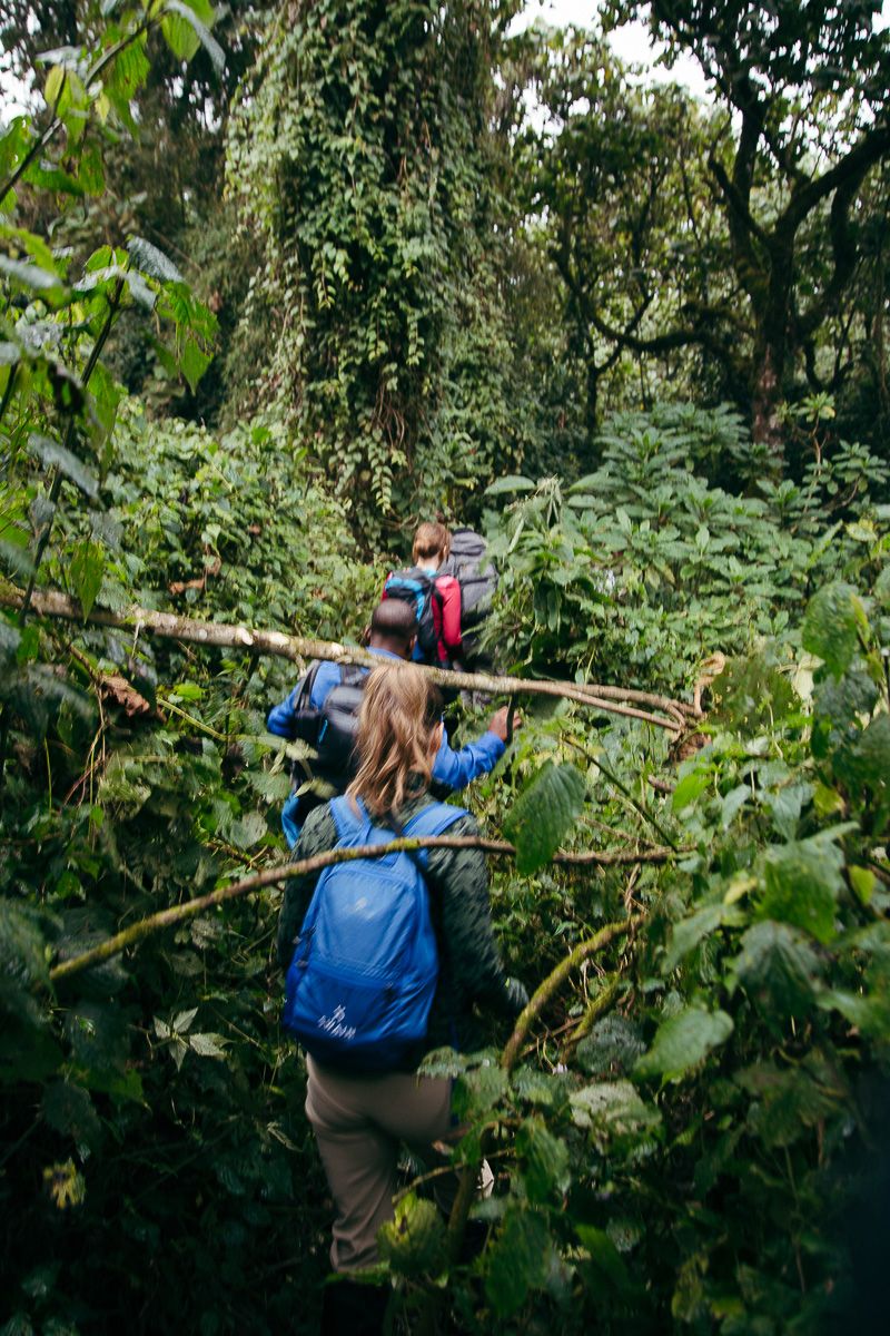 A ranger in blue moving through dense rainforest