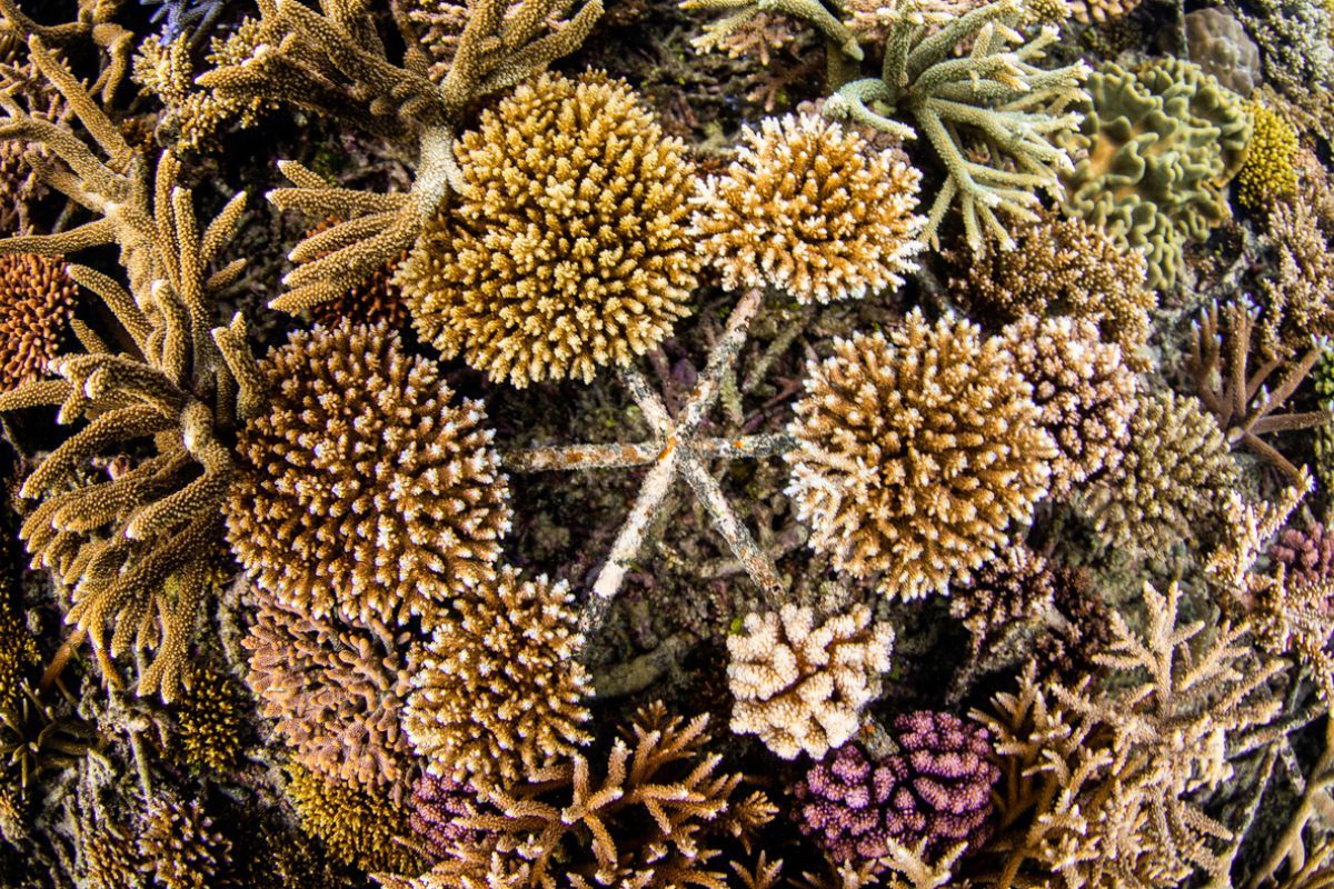 Reef Star, Great Barrier Reef