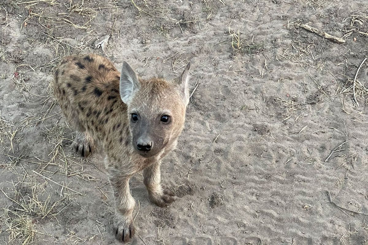 a hyena cub