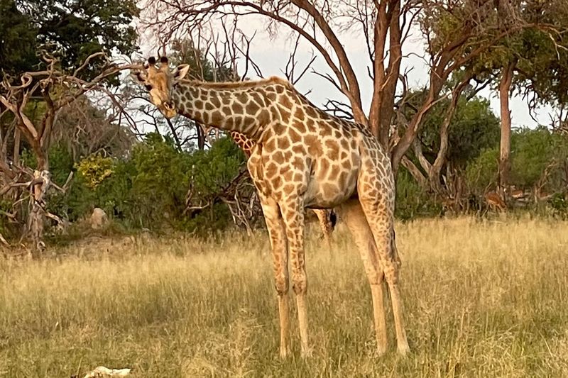giraffes
