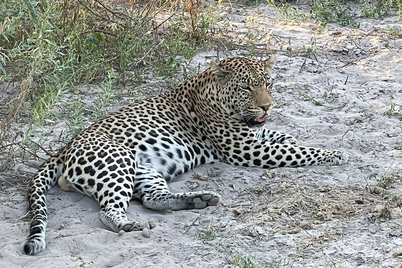 leopards