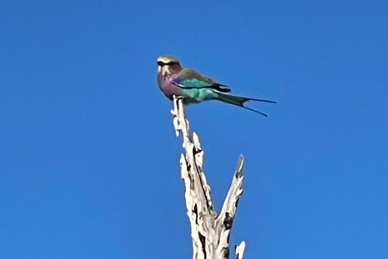 a lilac breasted roller