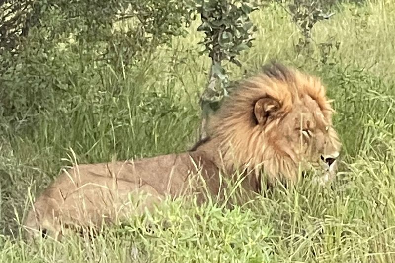 lions