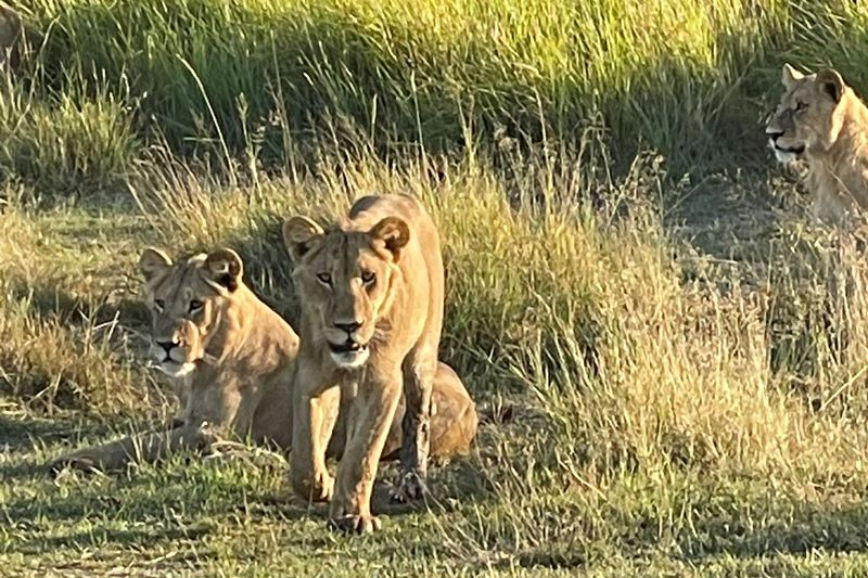 lionesses
