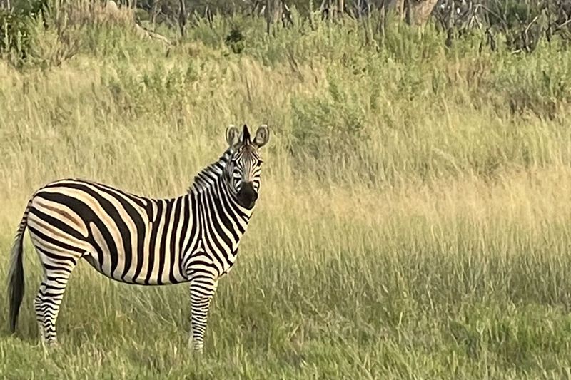 zebras