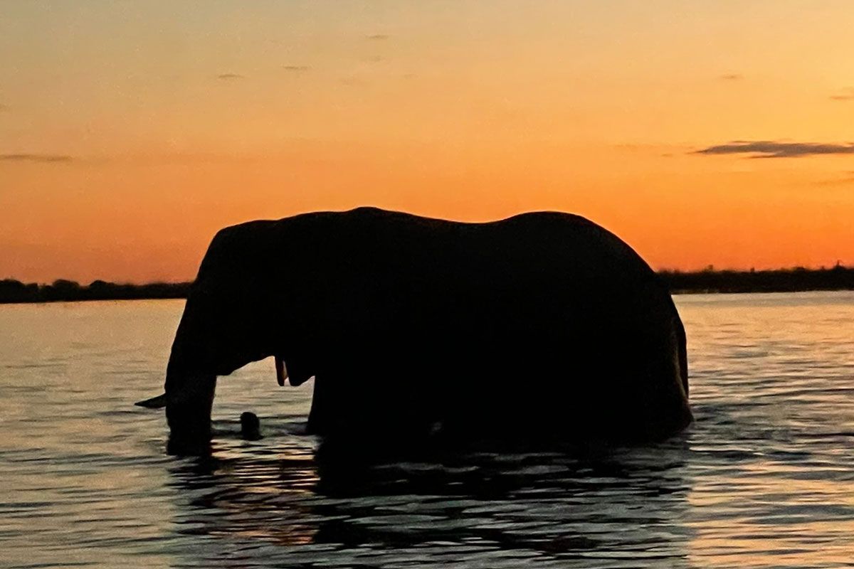 elephant at sunset on safari in Botswana