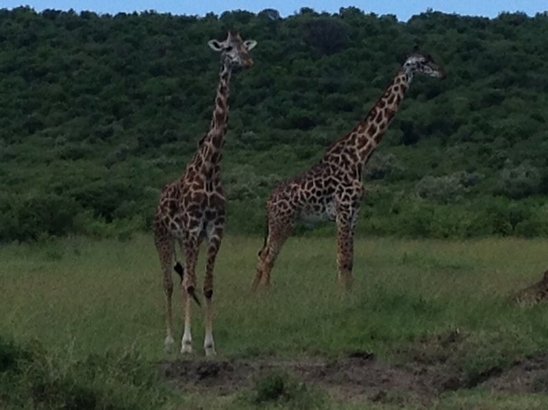 Some giraffe in The Mara