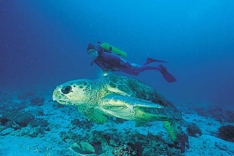 Scuba Diving with a Giant Turtle | Photo Credit: Heron Island