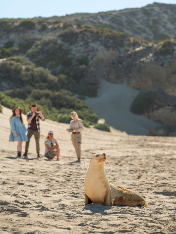 Seal Bay on Kangaroo Island