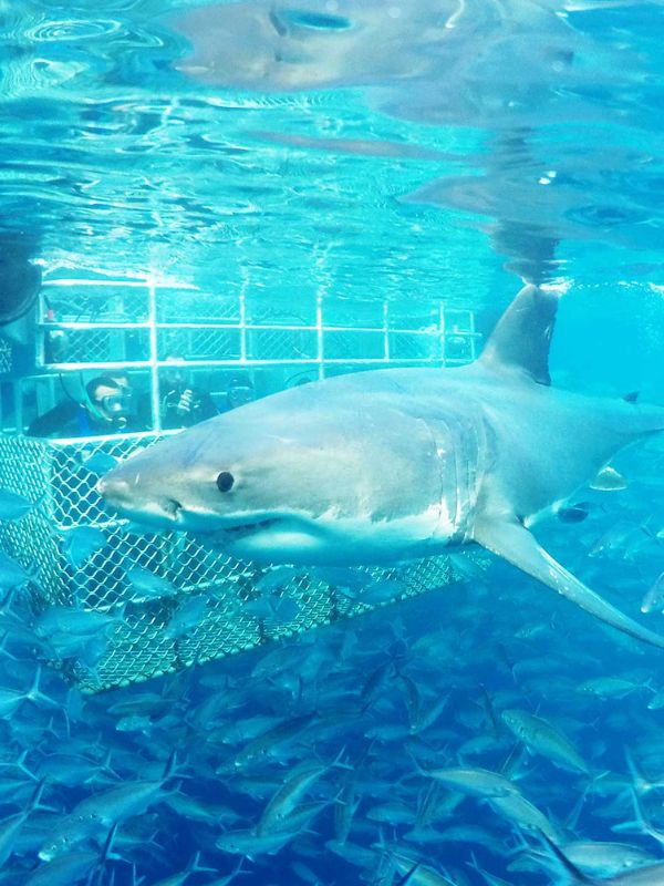 Shark cage diving in South Australia