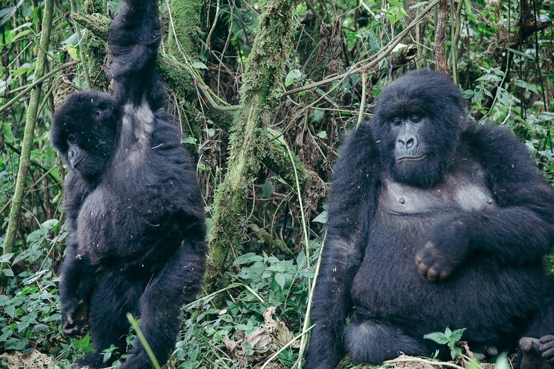 A silverback mountain gorilla sitting beside a young gorilla in the rainforest