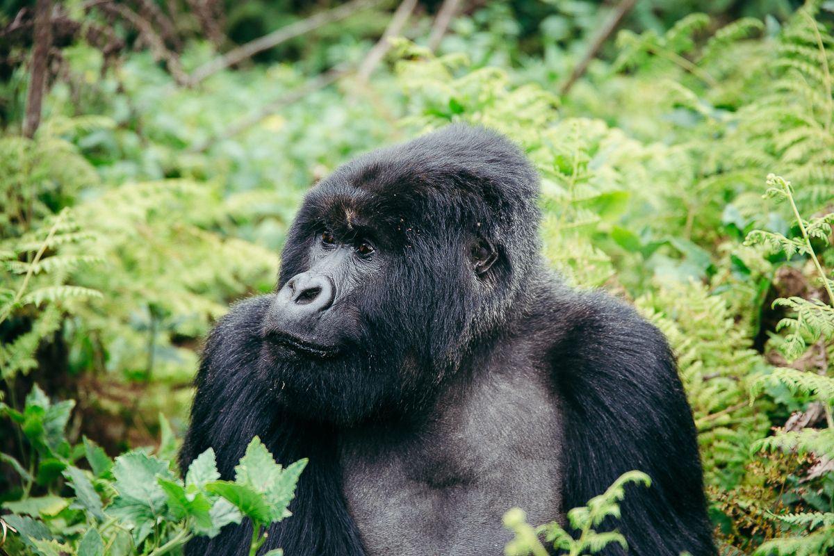 A silverback mountain gorilla sitting among green ferns in Volcanoes National Park