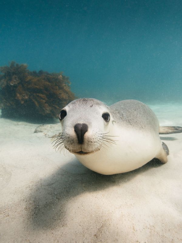 Swim with sea lions in South Australia