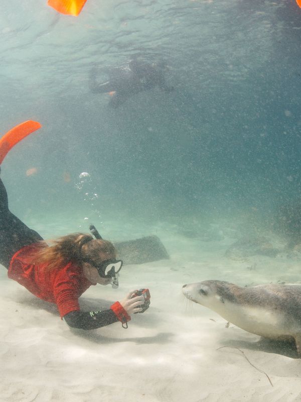 Swim with sea lions in South Australia