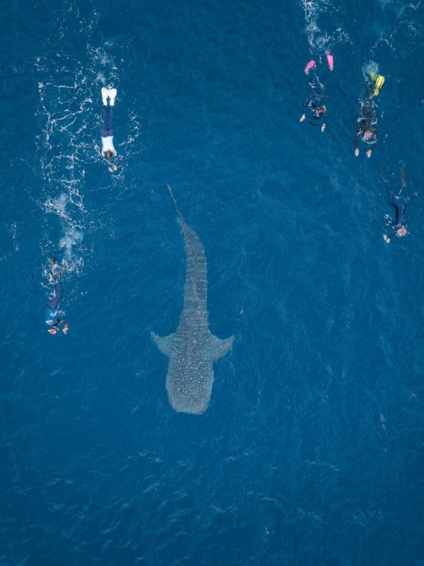 Swim with whale sharks at Ningaloo Reef