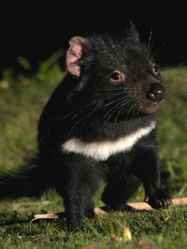 A Tasmanian Devil on Maria Island