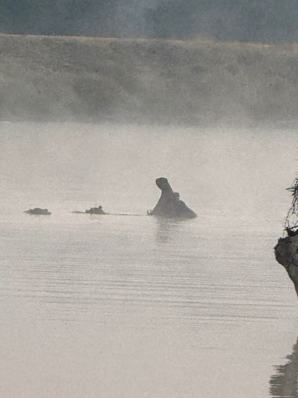 Hippo on safari at Thornybush Game Lodge, South Africa