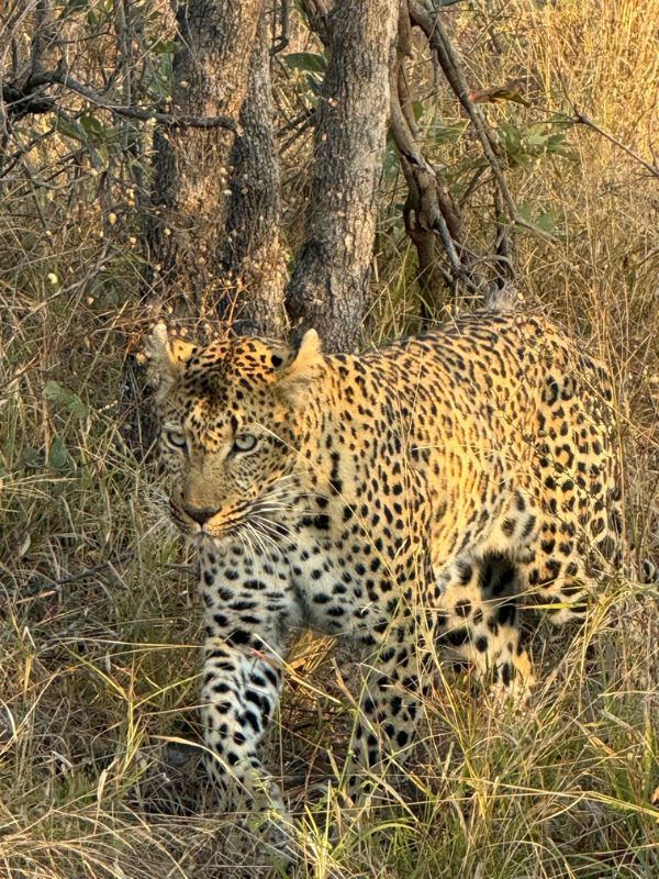 Leopard on safari at Thornybush Game Lodge, South Africa