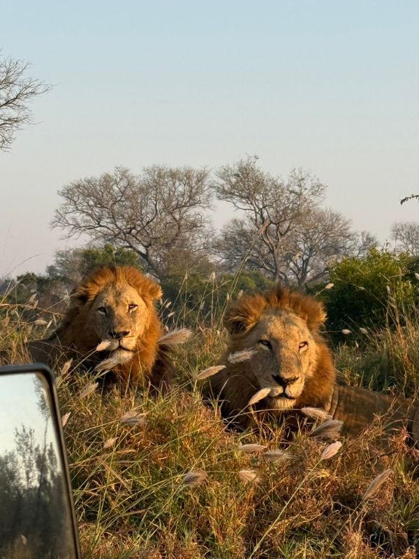 Lions on safari at Thornybush Game Lodge, South Africa
