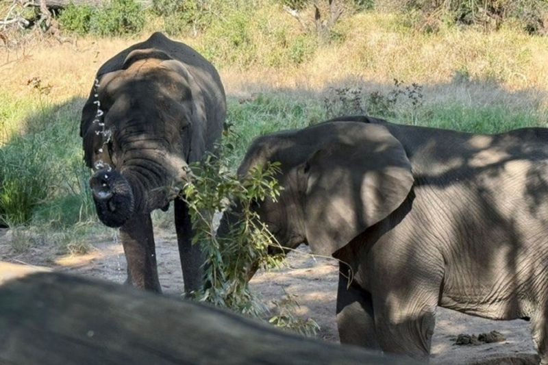 Elephant water spout at Tintswalo Safari Lodge, South Africa