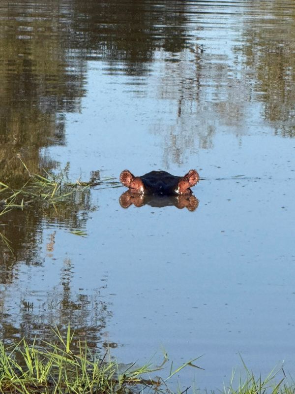 Hippo on safari at Tintswalo Safari Lodge, South Africa
