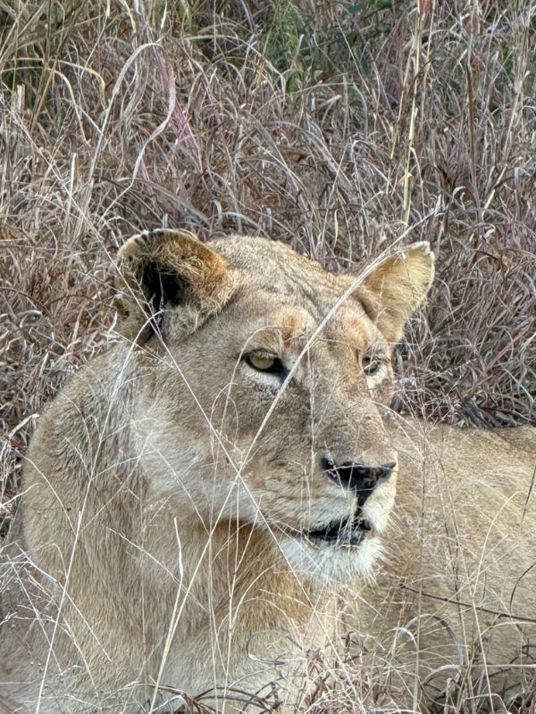 Lion on safari at Tintswalo Safari Lodge, South Africa