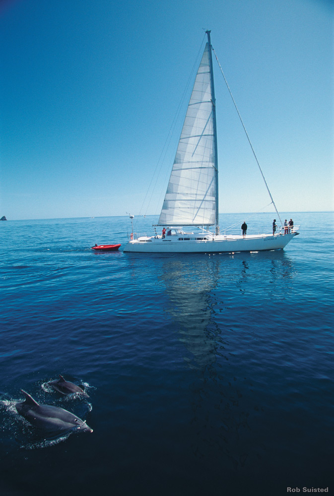 Dolphins, Bay of Islands | Photo Credit: Tourism New Zealand