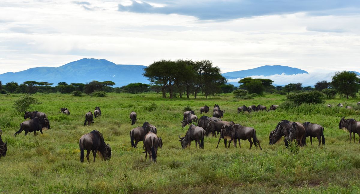 Wildebeest pause to graze while making the Great Migration