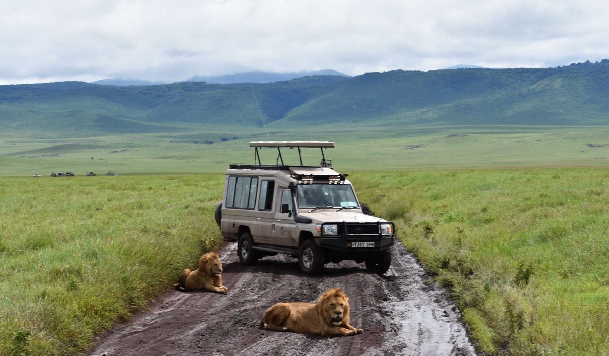 A pair of male lions relax in Ngorongoro Crater