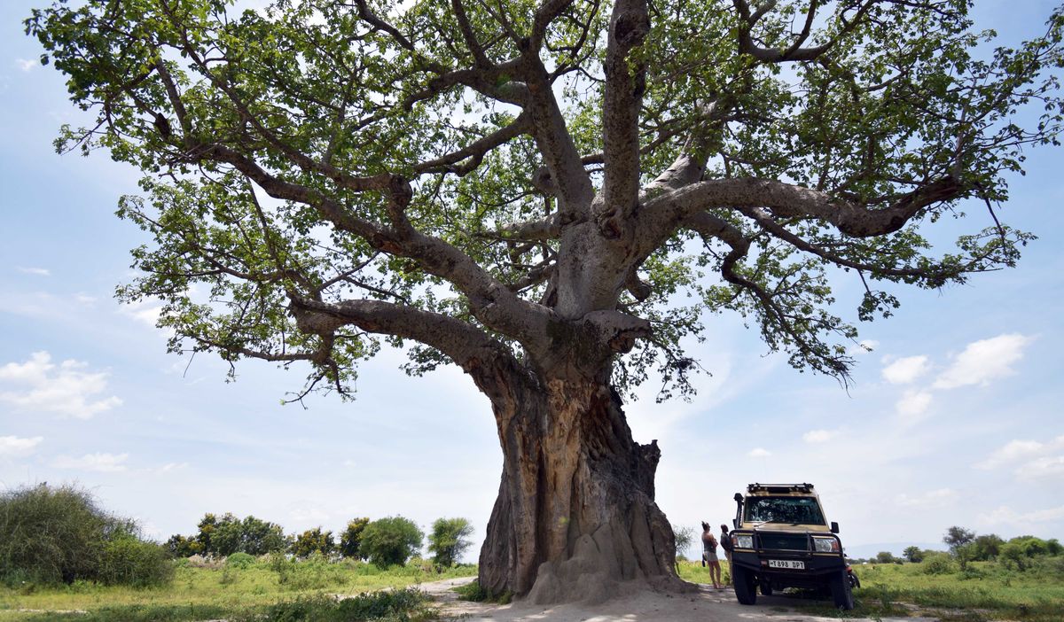 A boabab tree in Tarangire National Park