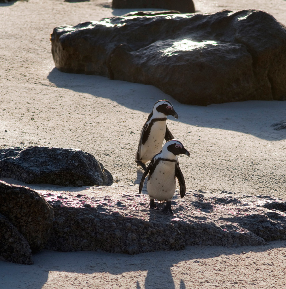 Penguins on Boulders Beach, Cape Town | Photo Credit: South African Tourism