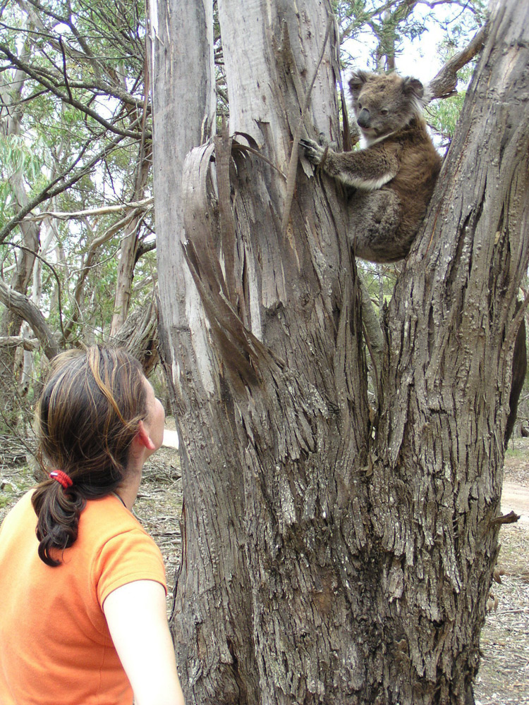 Wild female Koala, Wilma, in the Bush with Nature Guide Janine | Photo Credit: Echidna Walkabout