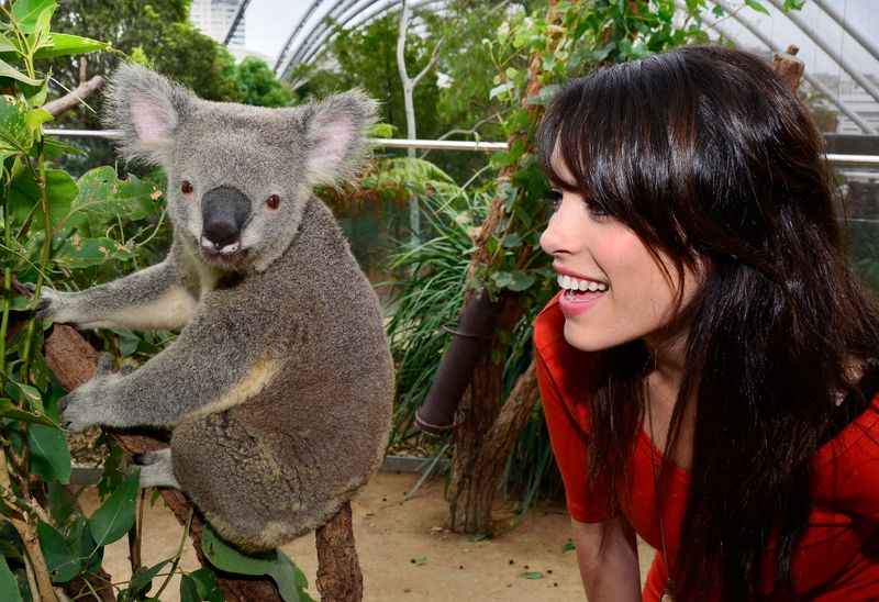Koala at WILDLIFE Sydney Photo Source: Darling Harbour -