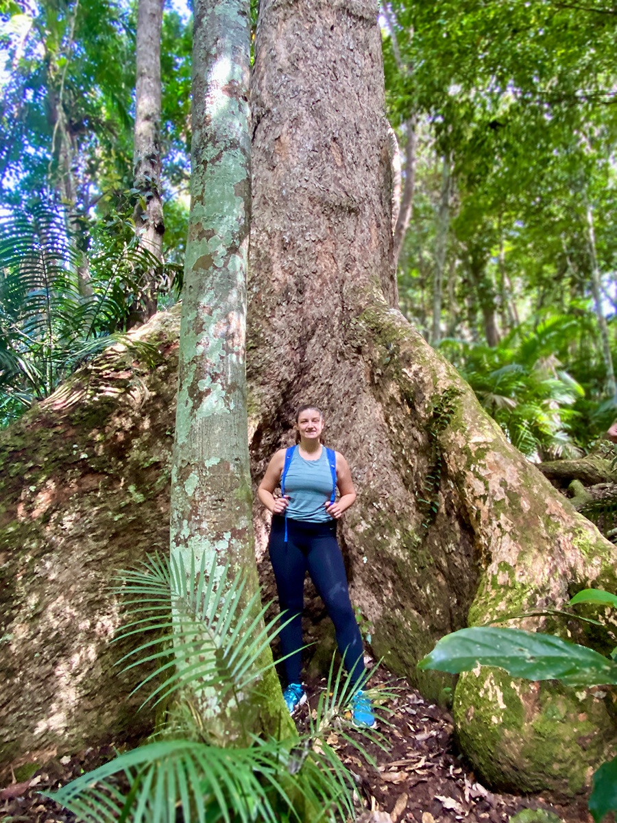 Daintree Rainforest - Oldest Tree in the Oldest Rainforest