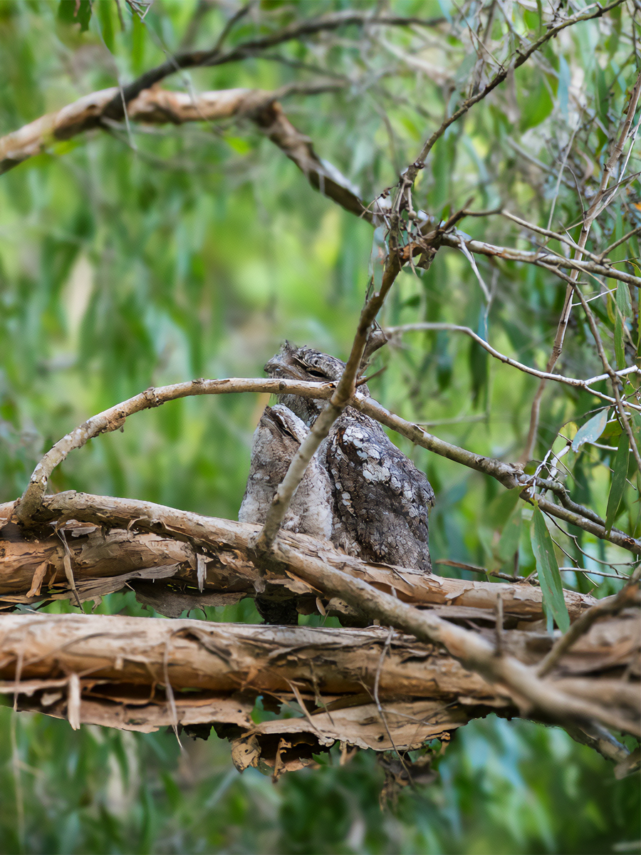 Tawny Frogmouth Birds