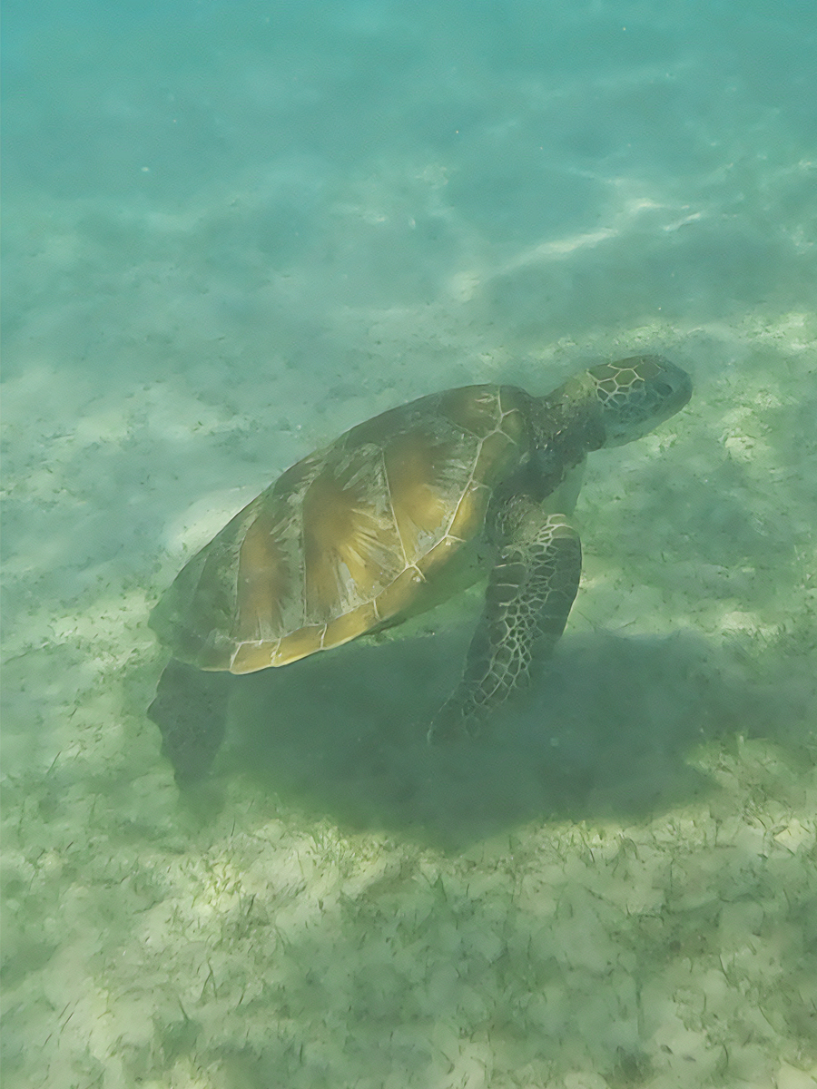 Underwater view of a Sea Turtle