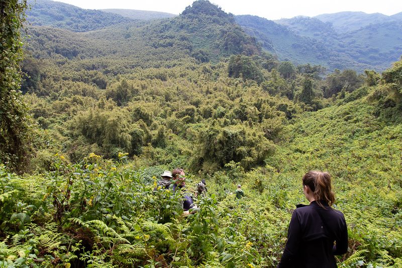 Trekkers descending a lush hillside in Rwanda's Volcanoes National Park