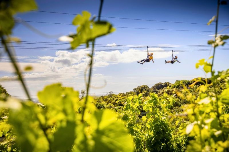 Ziplining over Waiheke Island vineyards