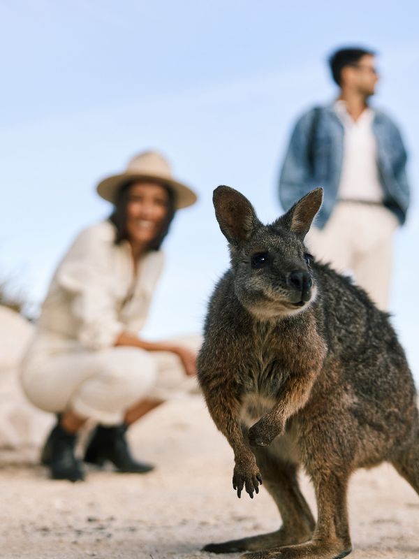 Wallaby on Kangaroo Island
